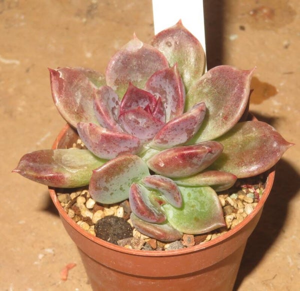 Echeveria cv Dark Chocolate New!!!