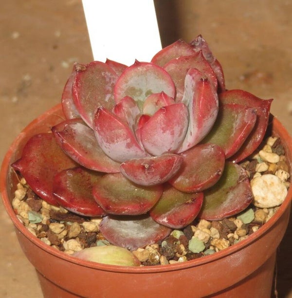 Echeveria cv Glam Pink