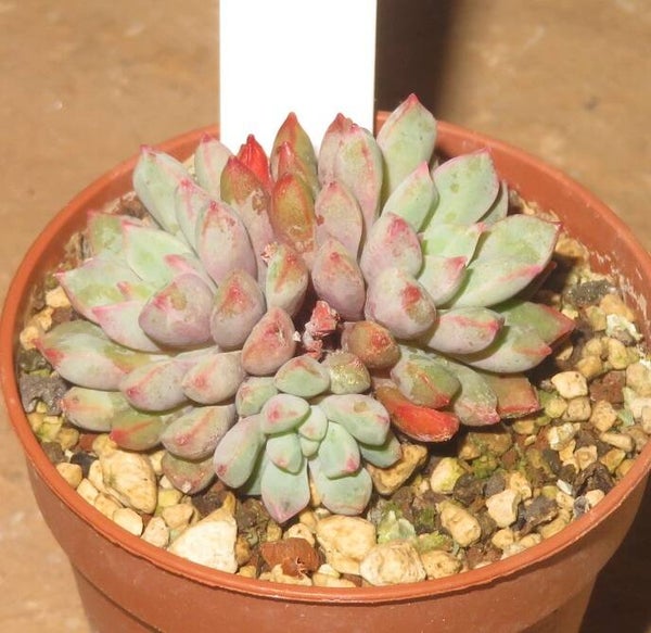 Echeveria subcorymbosa lau30