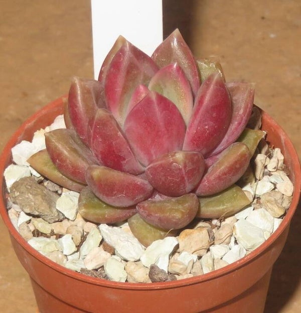 Echeveria x Pachyphytum cv Tivoli New!!!