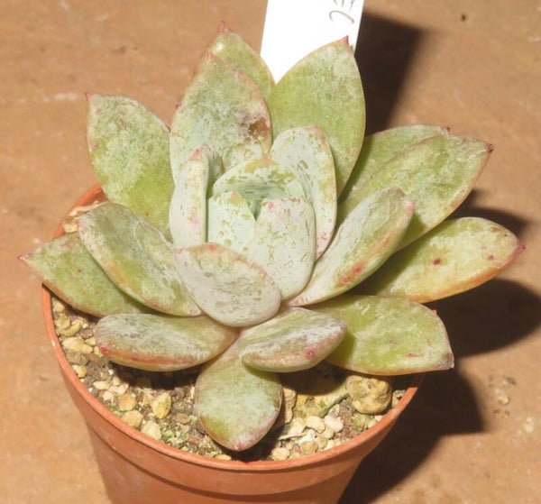 Echeveria cv German Champagne