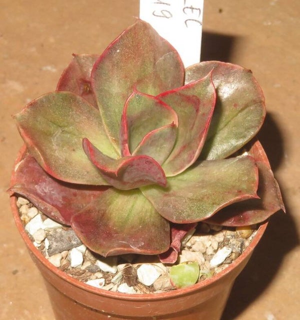 Echeveria cv Minigosaong variegata