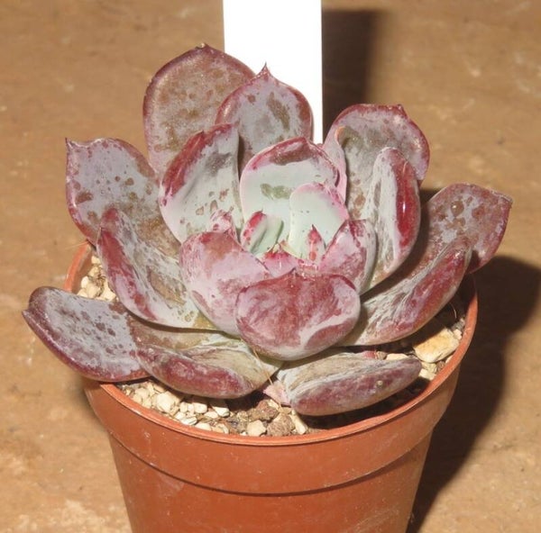 Echeveria cv Pink Floyd