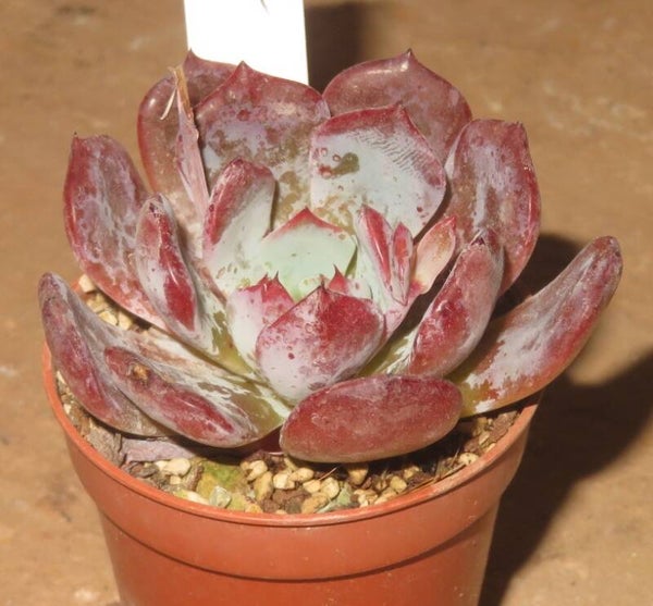 Echeveria cv Pink Floyd