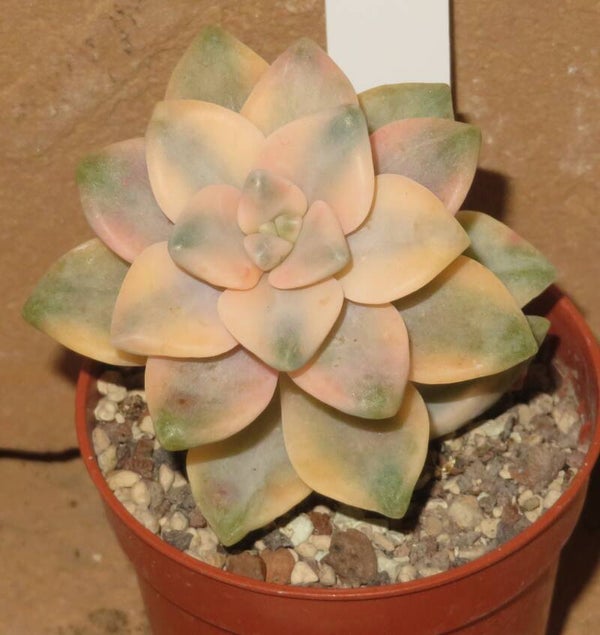 Graptoveria cv TITUBANS variegata