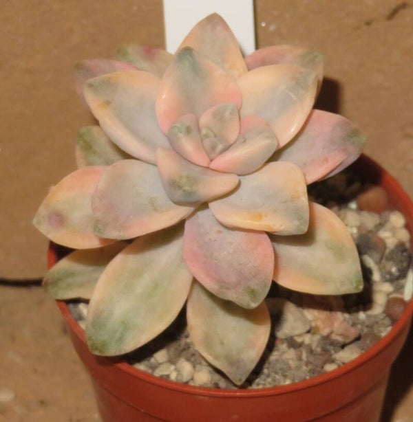 Graptoveria cv TITUBANS variegata
