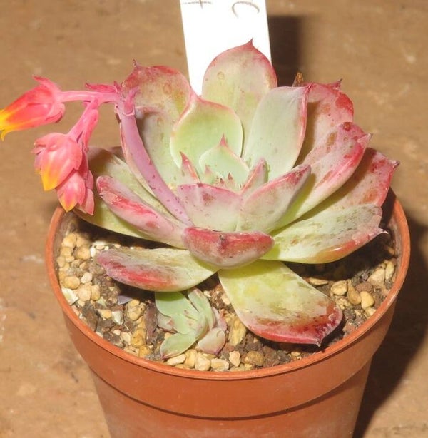 Echeveria cv Laulensis