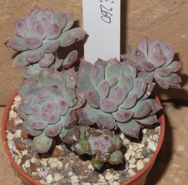Echeveria cv Chrissy N Ryan