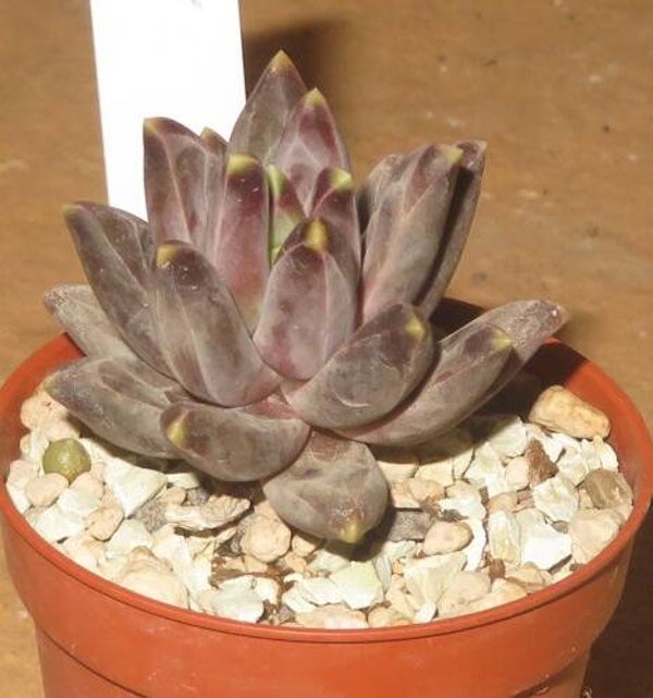 Pachyphytum compactum cv Red Tips