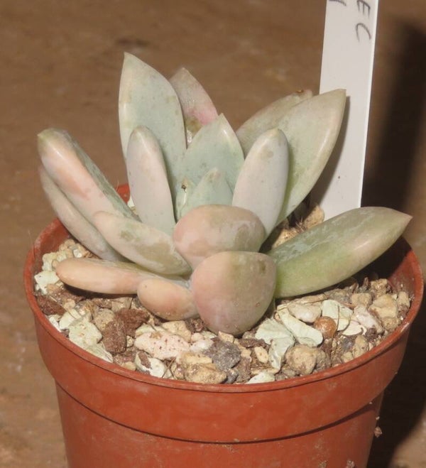 Graptoveria cv Opalina variegata
