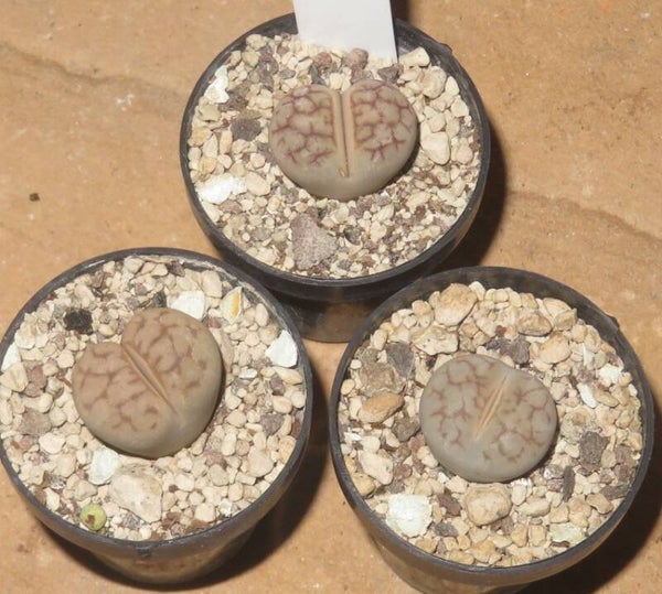 1x Lithops pseudotruncatella cv Nuwa Stone