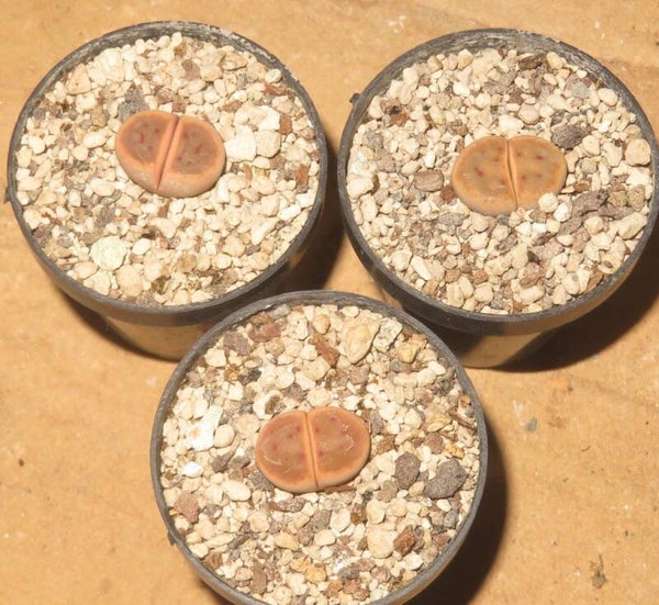 1x Lithops dinteri ssp. dinteri v. brevis C268