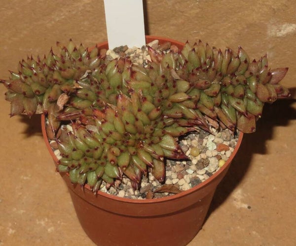 Echeveria agavoides cristata