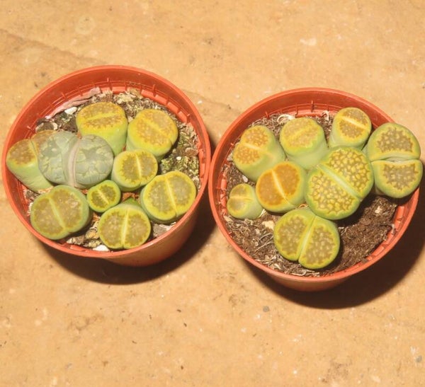 8x Lithops hallii v. ochracea cv Green Soapstone C111A