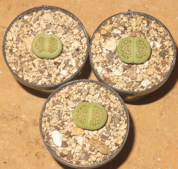 1x Lithops hallii cv Sakkies Green