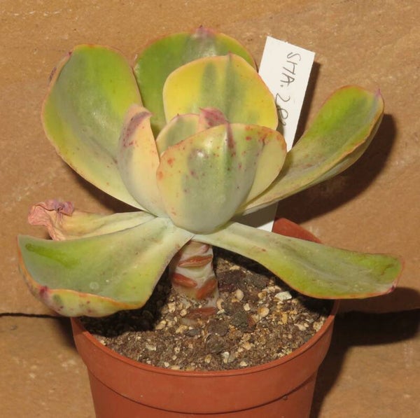 Echeveria cv Enfant variegata