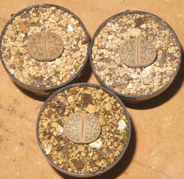 1x Lithops pseudotruncatella ssp. dendritica var farinosa