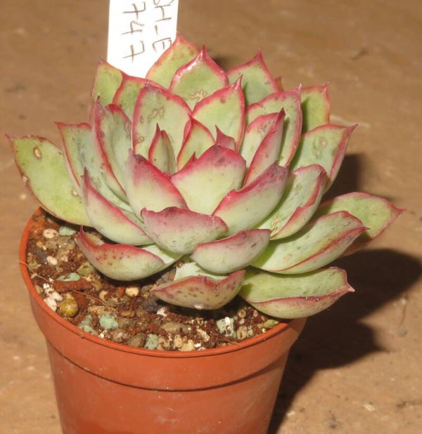 Echeveria cv Esther - 2 Blätter / Blattstecklinge