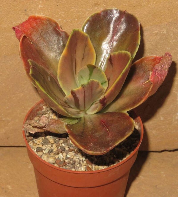 Echeveria fimbriata variegata