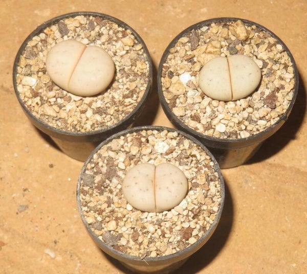 Lithops ruschiorum v. ruschiorum