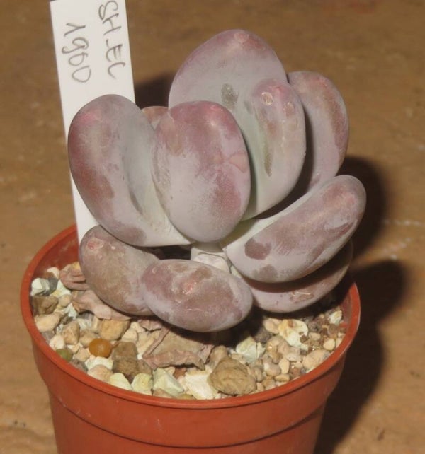 Pachyphytum caesium