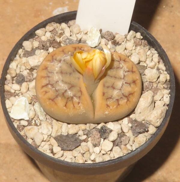 Lithops gracilidelineata ssp. brandbergensis C383