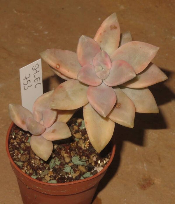 Graptopetalum paraguayense awayuki variegata