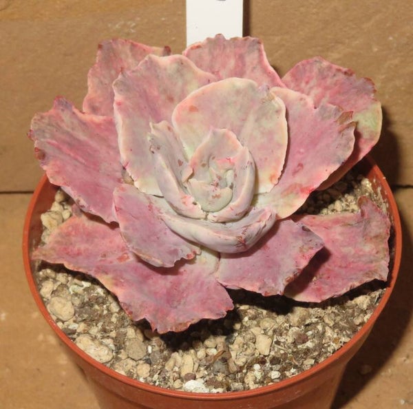 Echeveria cv Chantilly Mutation variegata