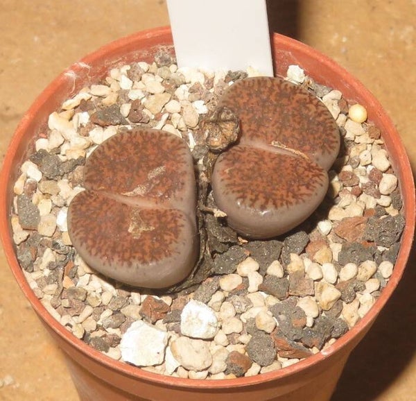 Lithops lesliei ssp. burchellii C308