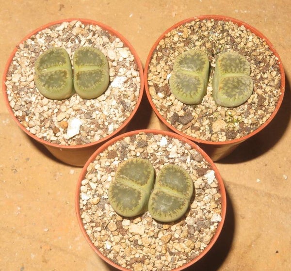 1x Lithops aucampiae v fluminalis cv. Green River C54A
