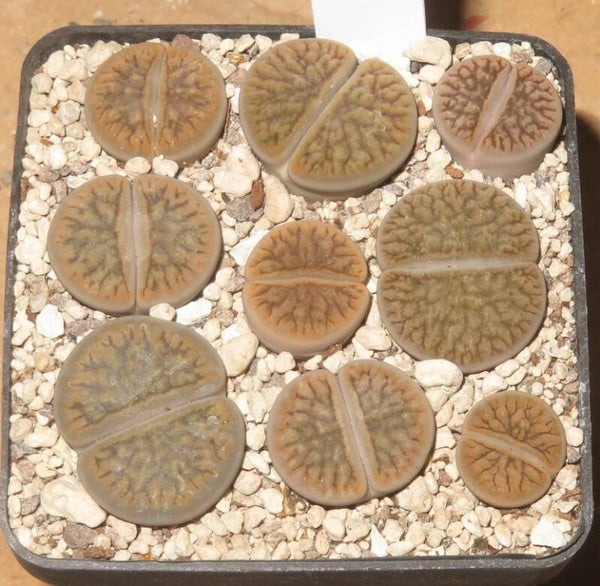 1x Lithops hookeri cv Dark River