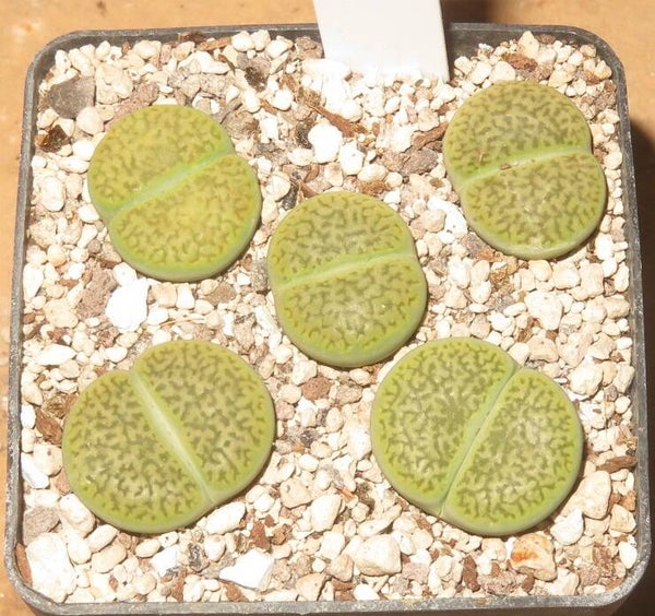 1x Lithops hookeri var. dabneri cv Annarosa