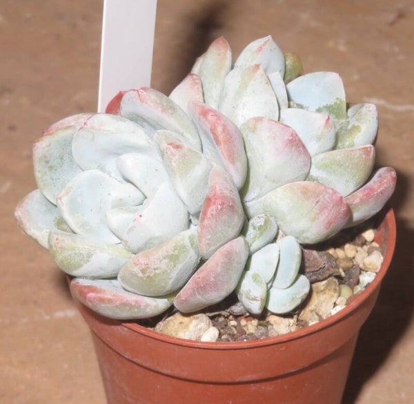 Echeveria cv Ice Green