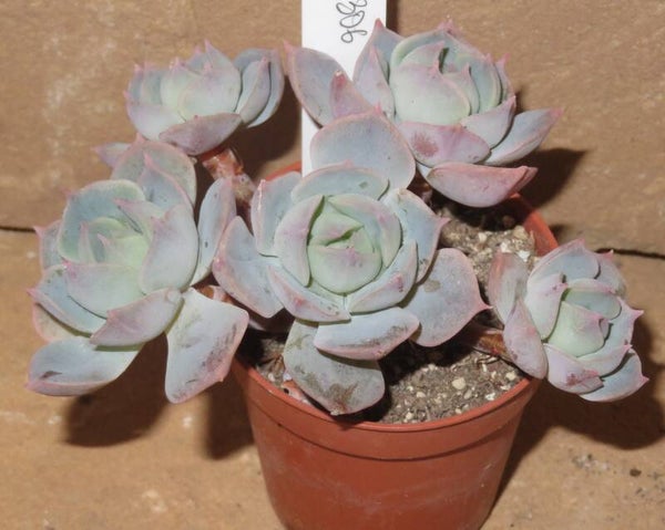 Echeveria pumila