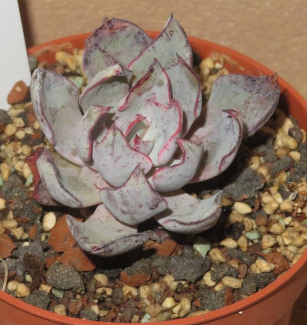 Echeveria strictiflora v nova