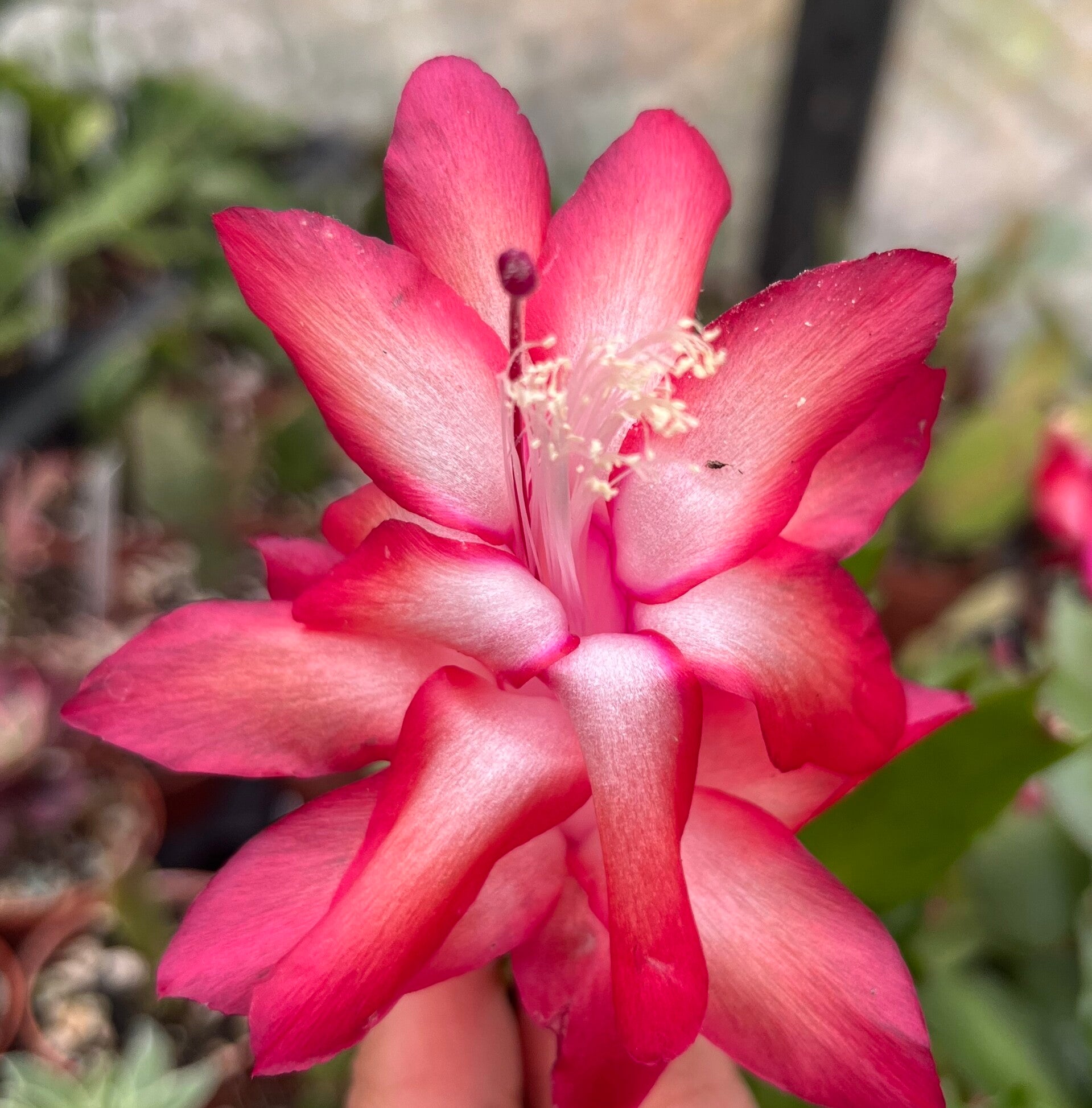 Schlumbergera cv Red Flame hybrid Steckling – Weihnachtskaktus