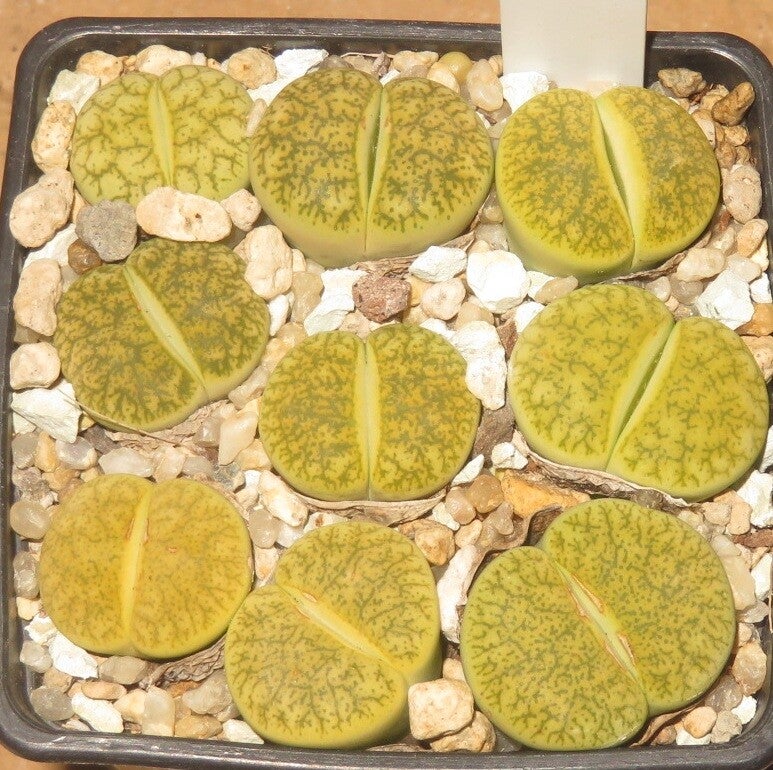 1x Dinterops Dinteranthus vanzylii × Lithops lesliei v venteri green