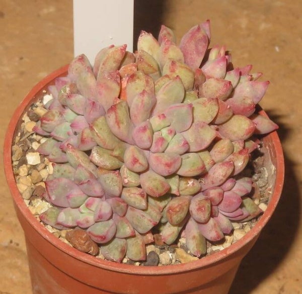 Echeveria subcorymbosa lau30
