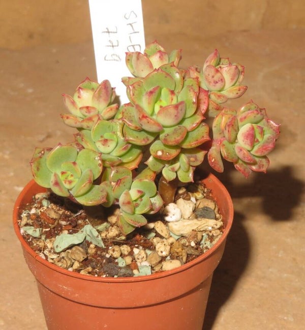 Echeveria cv Victor