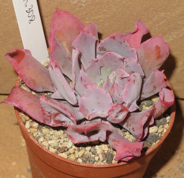 Echeveria cv Trumpet Pinky monstrosa