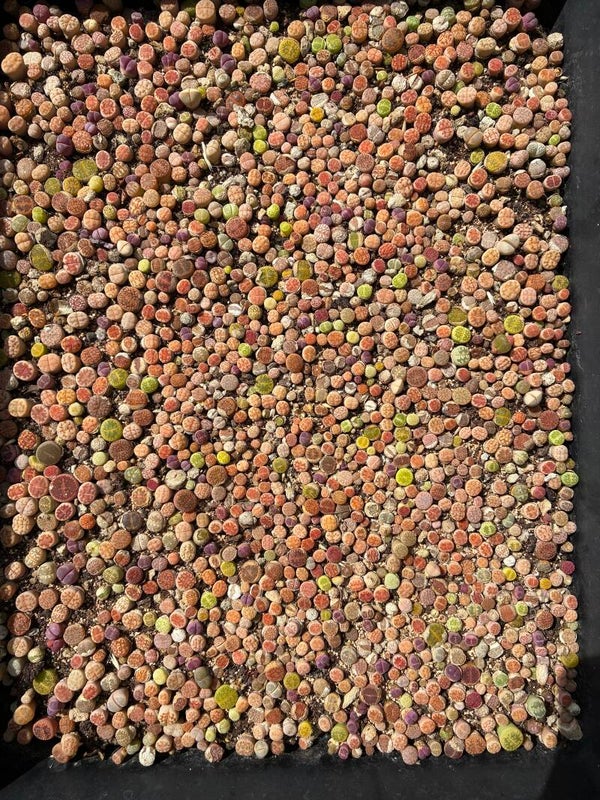 Ca. 800 - 1000 Lithops Mix