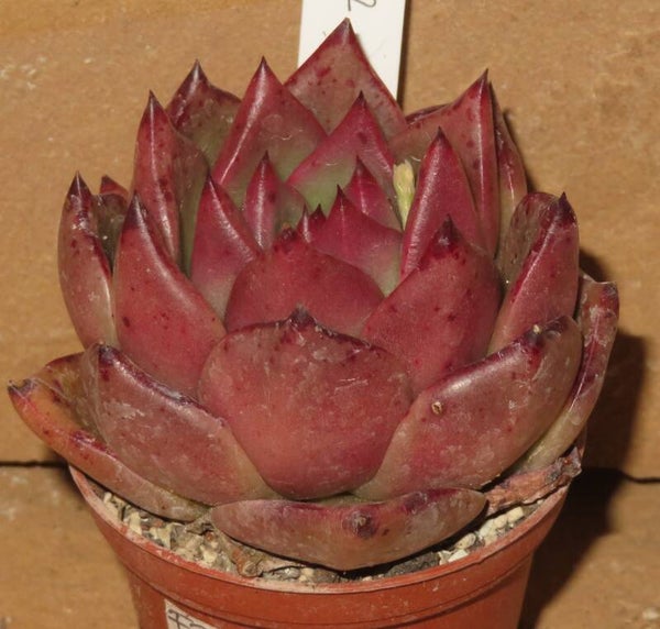 Echeveria agavoides cv Romeo