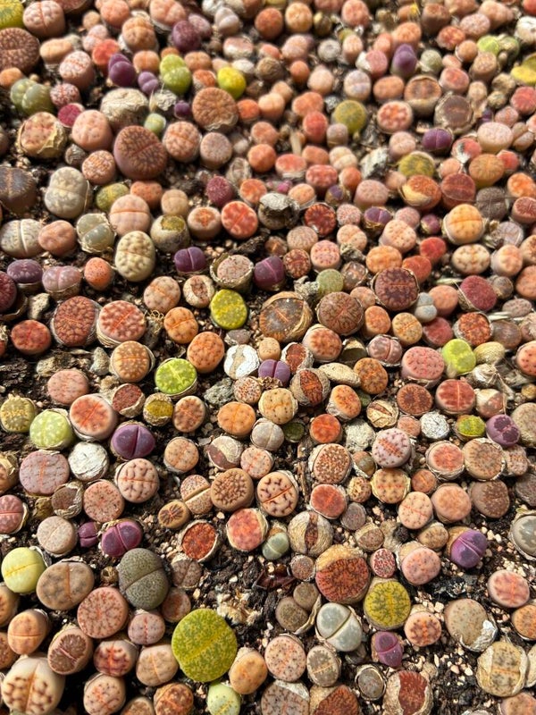 100 x Lithops Samen / Seeds Mix