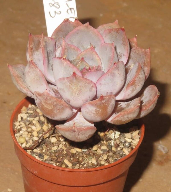 Echeveria cv Dark Ice