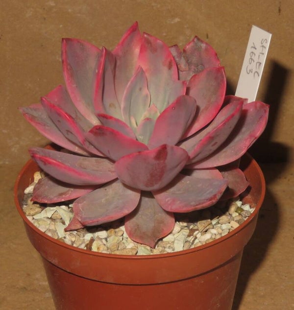 Echeveria cv Pink Harin variegata