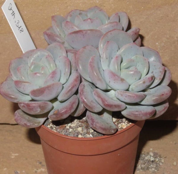 Echeveria cv Ice Cream – Gruppe - New!!!