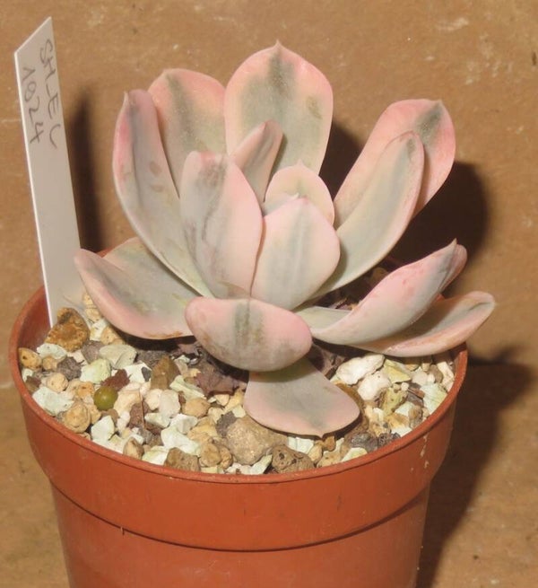 Echeveria runyonii 'AKAIHOSI' variegata