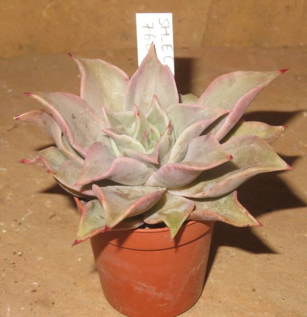 Echeveria cv Madiba