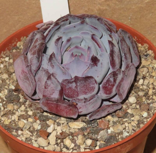 Echeveria cv Pink Floyd New!!!