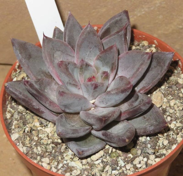 Echeveria cv Tremolo - NEW!!!